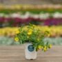 Calibrachoa – Cabaret Deep Yellow – 4.5″ Pot
